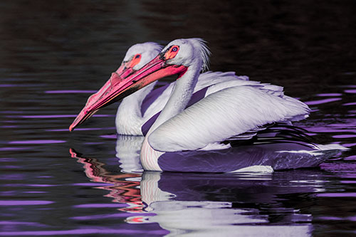 Two Pelicans Swimming In Unison (Pink Tint)