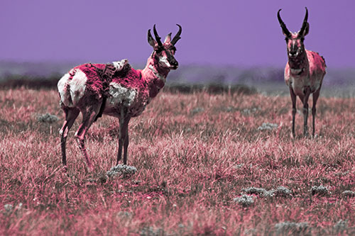 Two Shedding Pronghorns Among Grass (Pink Tint Photo)