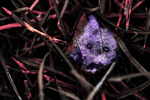 Upset Decaying Leaf Face Hiding Among Twisting Grass Blades (Pink Tint)