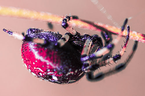 Upside Down Furrow Orb Weaver Spider Crawling Along Stem (Pink Tint)