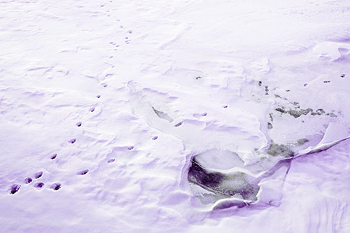 V Shaped Footprint Path Across Frozen Snow Covered River (Pink Tint Photo)