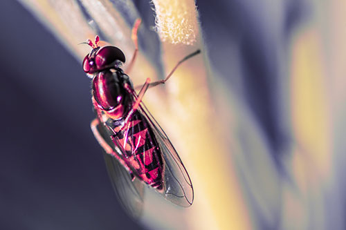 Vertical Leg Contorting Hoverfly (Pink Tint Photo)