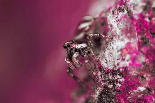 Vertical Perched Jumping Spider Extends Fangs (Pink Tint Photo)