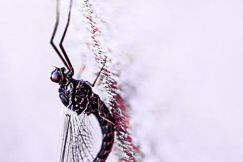 Vertical Perched Mayfly Sleeping (Pink Tint Photo)