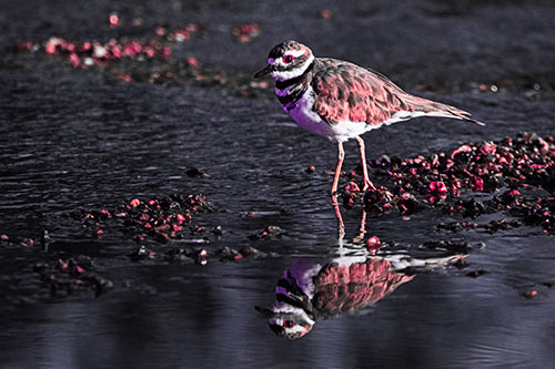 Wading Killdeer Wanders Shallow River Water (Pink Tint Photo)