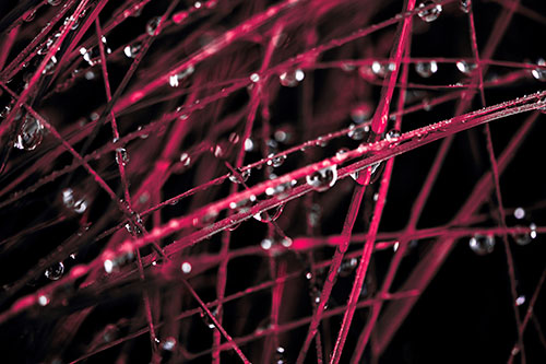Water Droplets Hanging From Grass Blades (Pink Tint Photo)