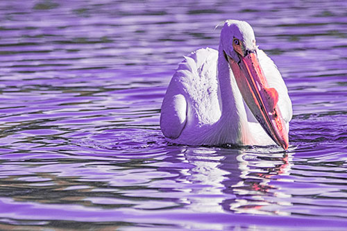 Water Floating Pelican Hunting For Food (Pink Tint)