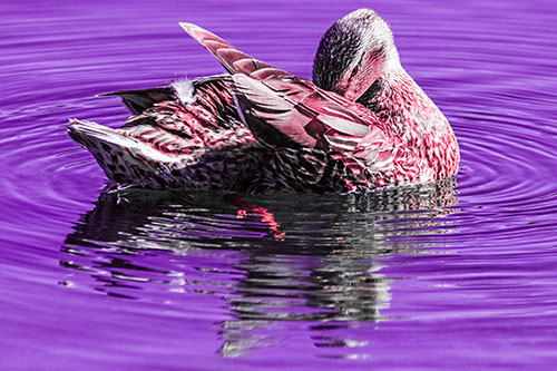 Water Rippling Mallard Duck Grooming Self (Pink Tint)