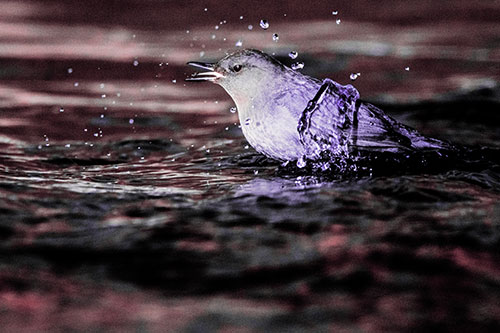 Water Splashing American Dipper Feasting On Larvae (Pink Tint)