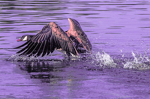 Water Splashing Canadian Goose Taking Flight Off Lake (Pink Tint)