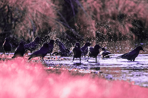 Water Splashing Crows Enjoy Bird Bath Along River Shore (Pink Tint Photo)