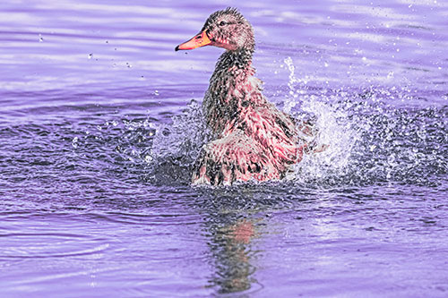 Water Splashing Mallard Duck Taking Bird Bath (Pink Tint)