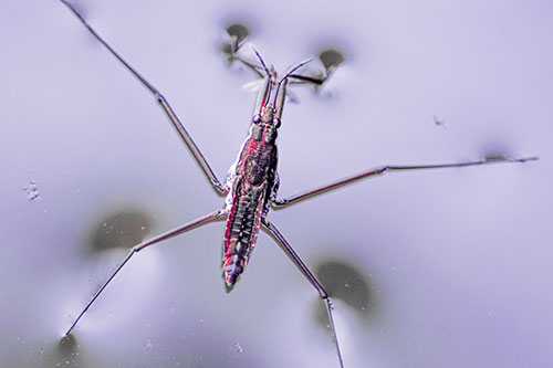 Water Strider Perched Atop Calm River (Pink Tint Photo)