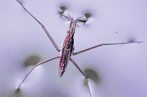 Water Strider Perched Atop Calm River (Pink Tint)