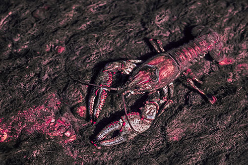 Water Submerged Crayfish Crawling Upstream (Pink Tint Photo)