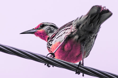 Western Meadowlark Keeping Watch Atop Powerline Wire (Pink Tint)