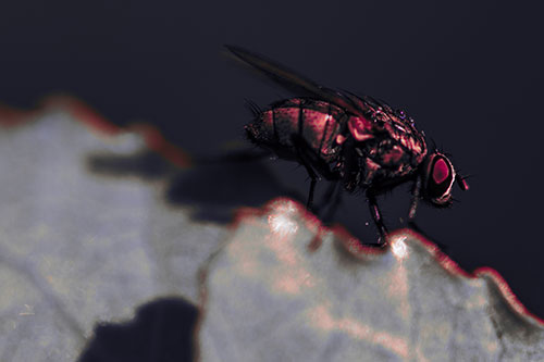 Wet Cluster Fly Walks Along Leaf Rim Edge (Pink Tint Photo)