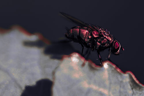 Wet Cluster Fly Walks Along Leaf Rim Edge (Pink Tint)