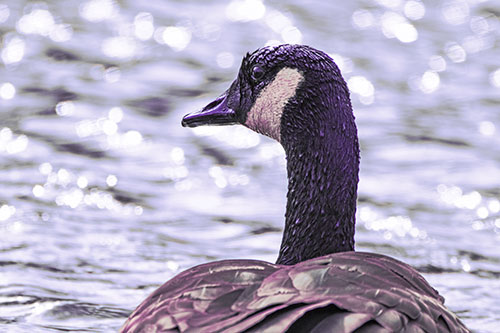 Wet Headed Canadian Goose Among Glistening Water (Pink Tint Photo)