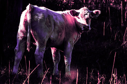 White Cow Calf Looking Backwards (Pink Tint Photo)