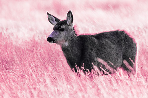 White Tailed Deer Enjoying Stroll Among Wheatgrass (Pink Tint Photo)