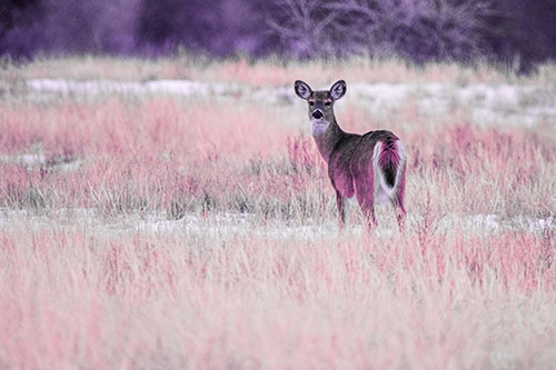 White Tailed Deer Gazing Backwards Among Snowy Field (Pink Tint Photo)