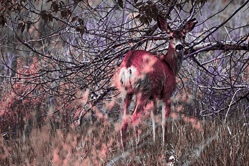White Tailed Deer Looking Backwards Atop Grassy Pasture (Pink Tint Photo)