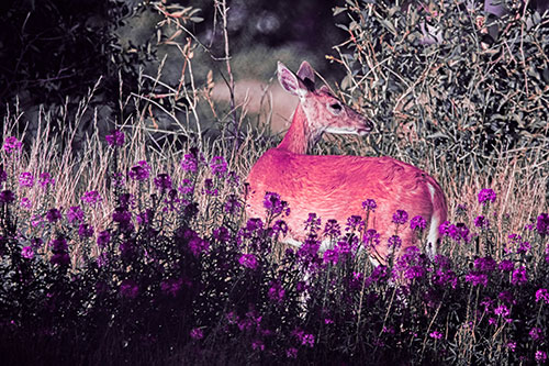 White Tailed Deer Looks Back Among Lily Nile Flowers (Pink Tint Photo)