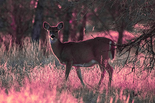 White Tailed Deer Spots Intruder Beside Dead Tree (Pink Tint Photo)