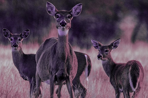 White Tailed Deer Trio Watch Among Wheatgrass (Pink Tint)