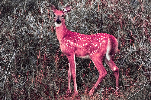 White Tailed Spotted Deer Stands Among Vegetation (Pink Tint Photo)