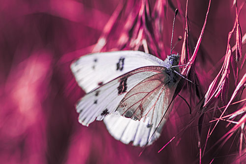 White Winged Butterfly Clings Grass Blades (Pink Tint Photo)