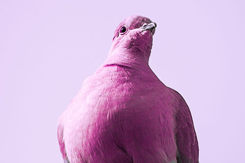 Wide Eyed Collared Dove Keeping Watch (Pink Tint Photo)