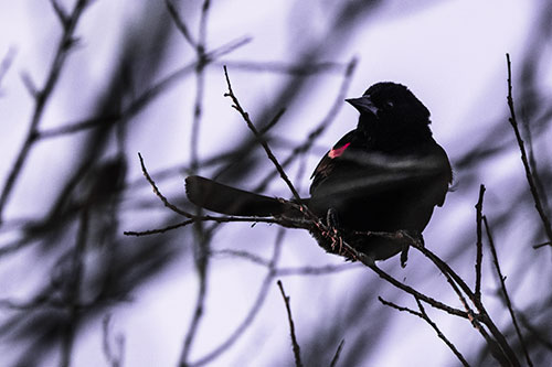 Wind Gust Blows Red Winged Blackbird Atop Tree Branch (Pink Tint Photo)