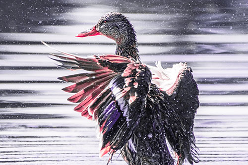 Wing Flapping Mallard Duck Splashing Lake Water (Pink Tint)