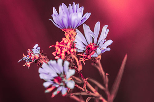 Withering Aster Flowers Decaying Among Sunshine (Pink Tint Photo)