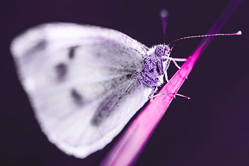 Wood White Butterfly Perched Atop Grass Blade (Pink Tint Photo)