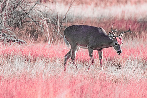 Yawning White Tailed Deer Wanders Among Grass Prairie (Pink Tint)
