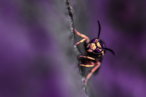Yellowjacket Wasp Crawling Rock Vertically (Pink Tint)