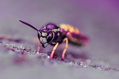 Yellowjacket Wasp Prepares For Flight (Pink Tint Photo)