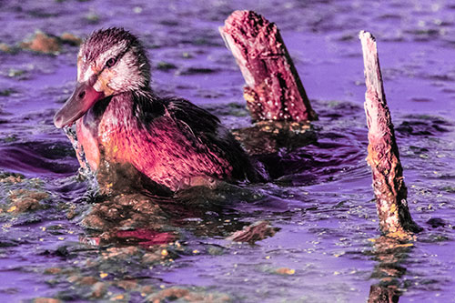 Young Mallard Duckling Playing Among Algae (Pink Tint)
