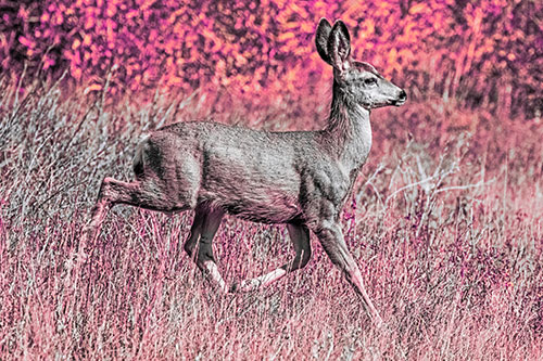 Young Mule Deer Galloping Across Grassland (Pink Tint)