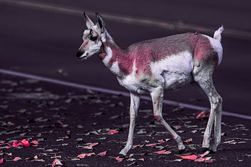 Young Pronghorn Crosses Leaf Covered Road (Pink Tint Photo)
