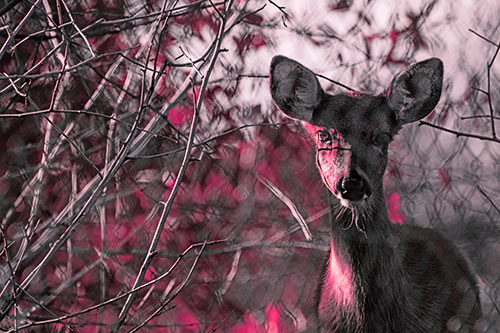 Young White Tailed Deer Watches Through Chain Link Fence (Pink Tint)