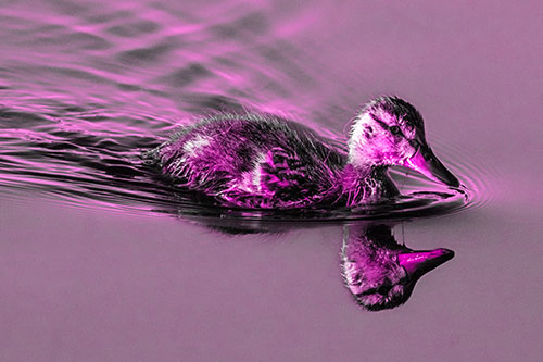 Aging Mallard Duckling Swimming Through Calm Water (Pink Tone)