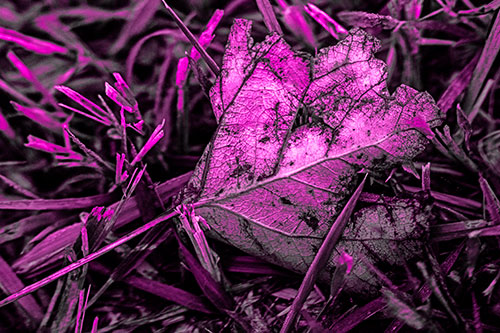 Agony Decaying Leaf Face Suffering Among Grass Blades (Pink Tone)