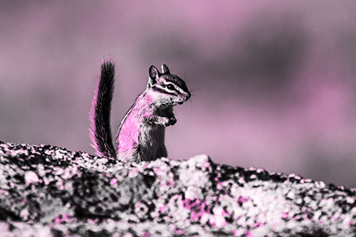 Alert Chipmunk Extending Tail Upwards (Pink Tone Photo)