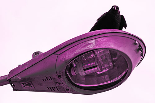 Alert Crow Keeping Watch Atop Light Pole (Pink Tone)