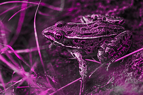Alert Leopard Frog Prepares To Pounce (Pink Tone Photo)
