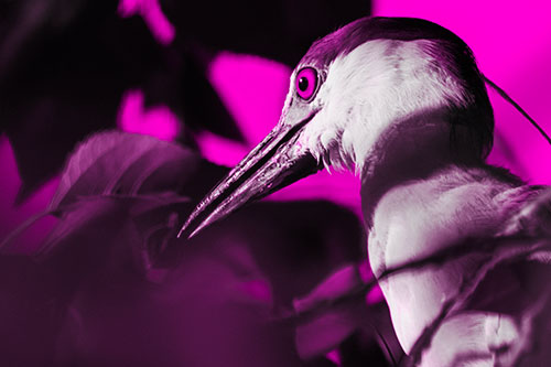 Algae Beak Black Crowned Night Heron (Pink Tone Photo)